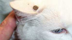 Málo, áno, diaľkové: čo robiť, ak mačka bit tick